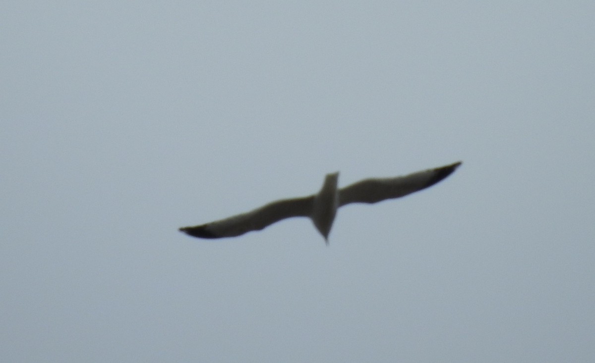 goéland ou mouette sp. - ML149770081