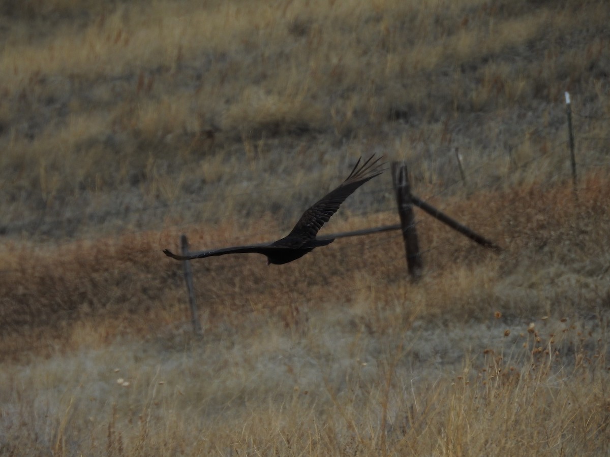 Turkey Vulture - ML149770091