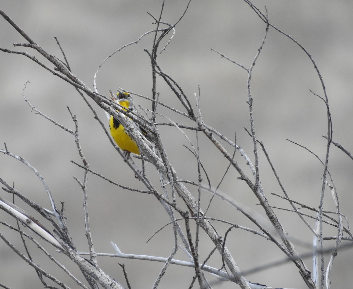 Western Meadowlark - ML149770301