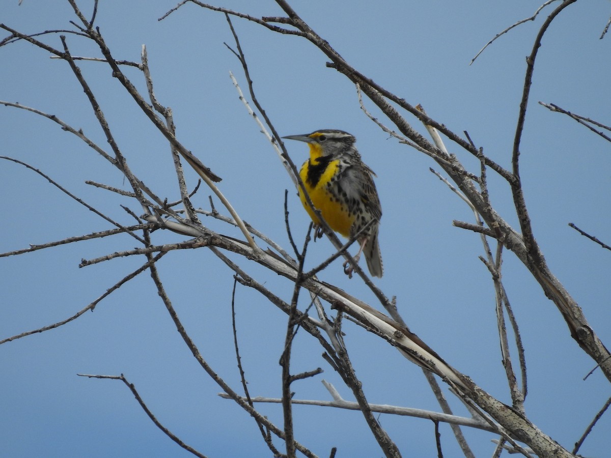 Western Meadowlark - ML149770321