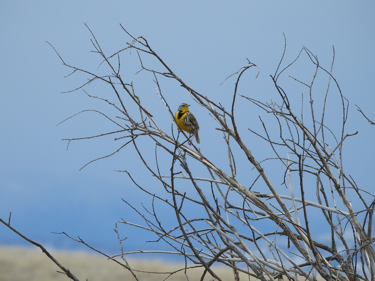 Western Meadowlark - ML149770341