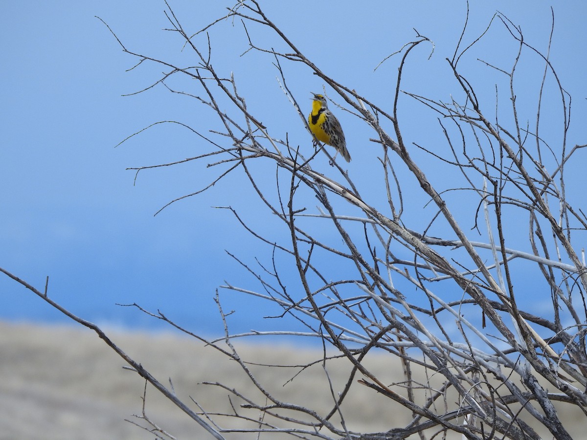 Western Meadowlark - ML149770371