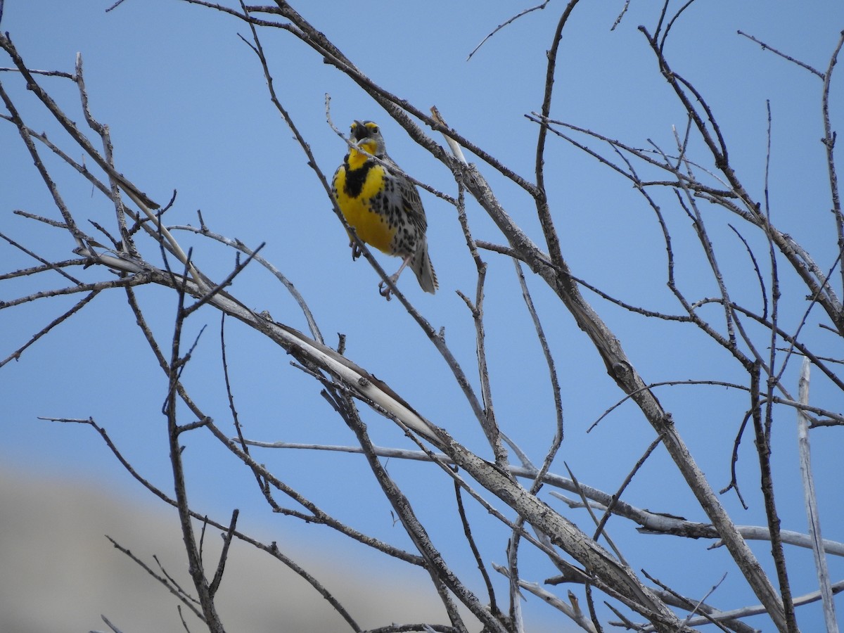 Western Meadowlark - ML149770451