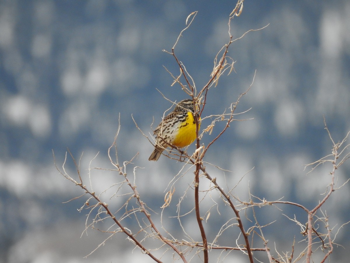 Western Meadowlark - ML149770501