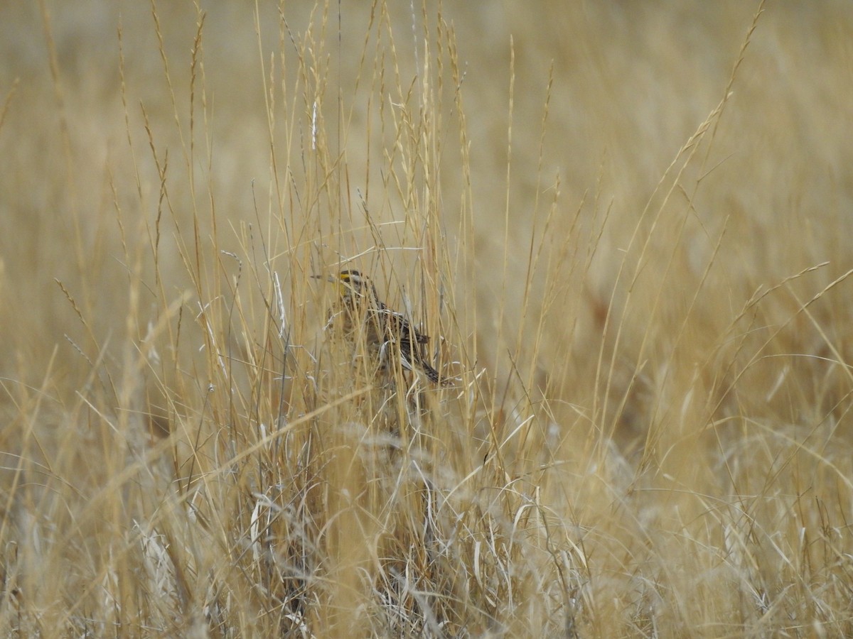 Western Meadowlark - ML149770511