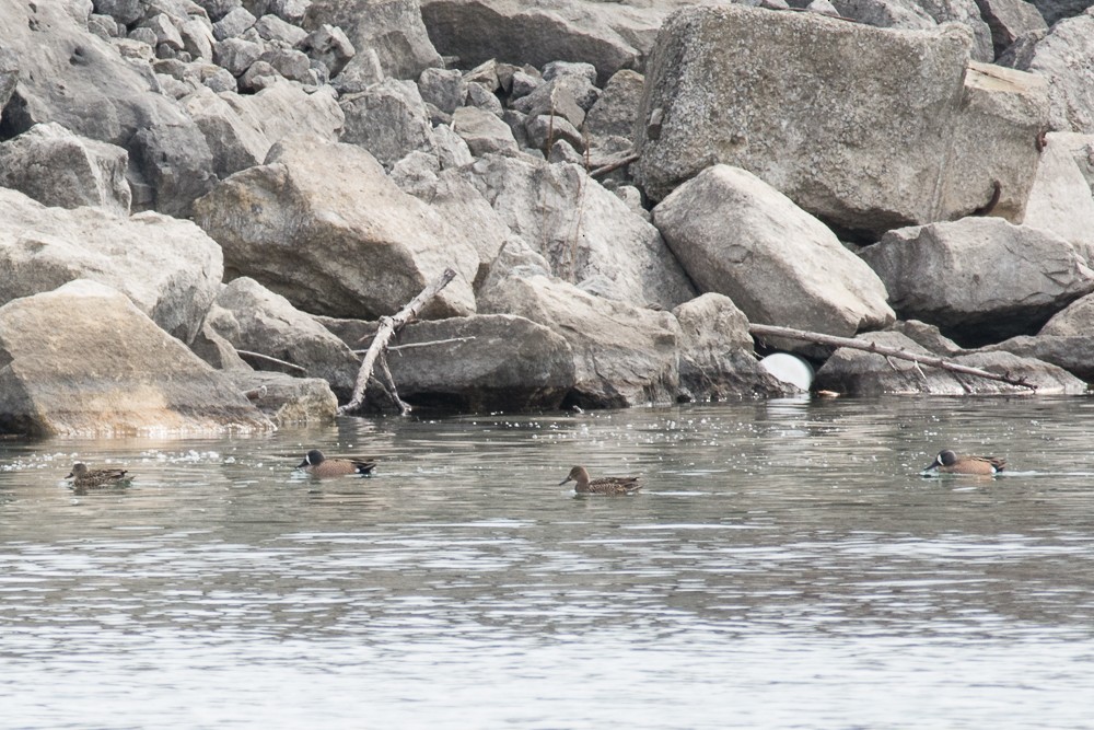 Blue-winged Teal - ML149772671