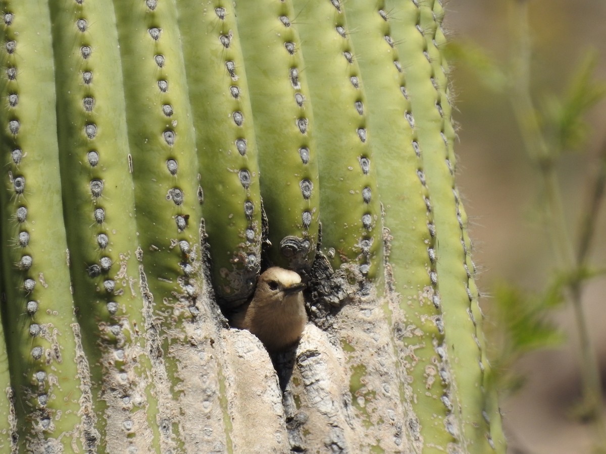 Gila Woodpecker - ML149773031