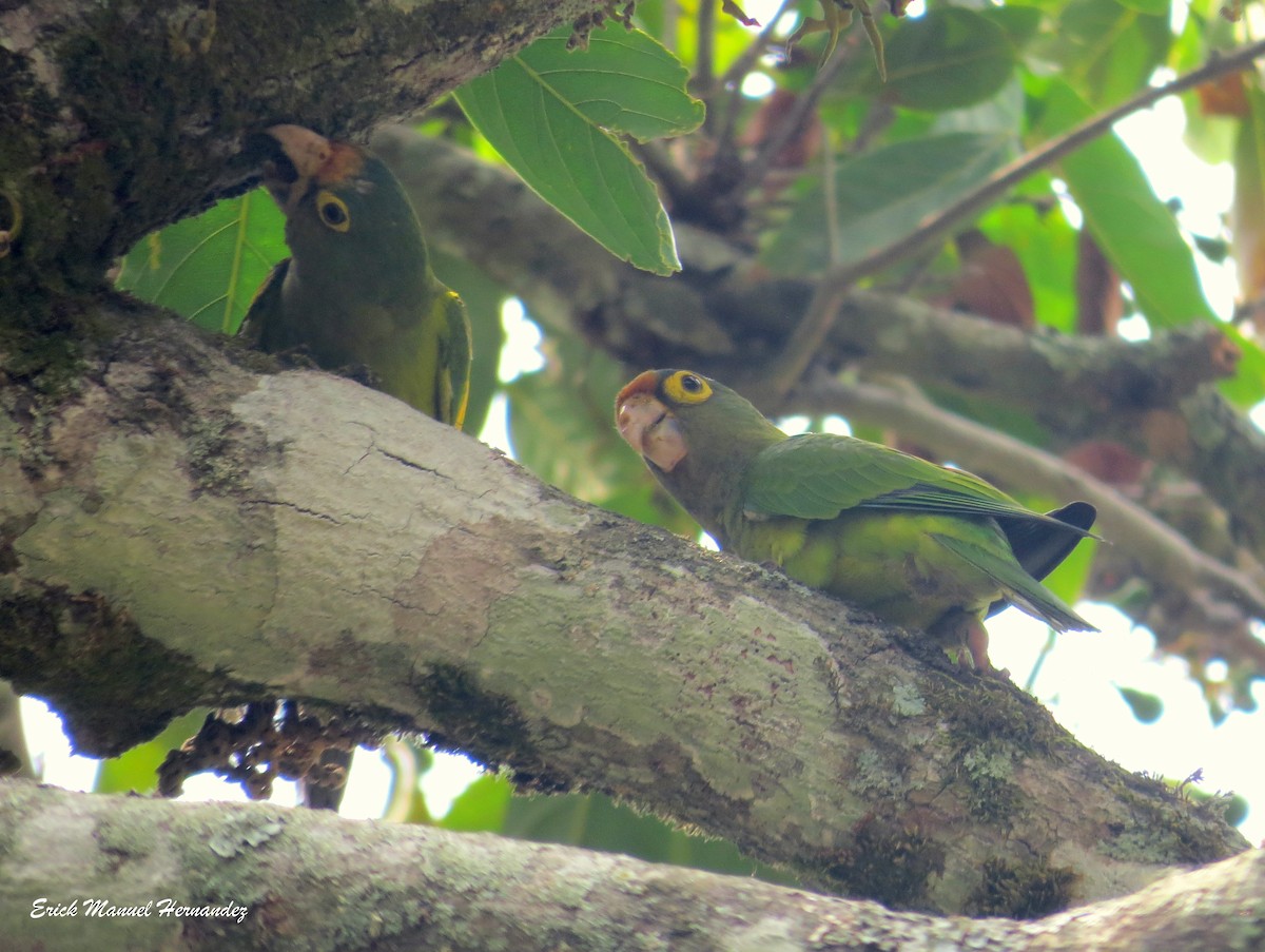 Orange-fronted Parakeet - Erick Hernandez