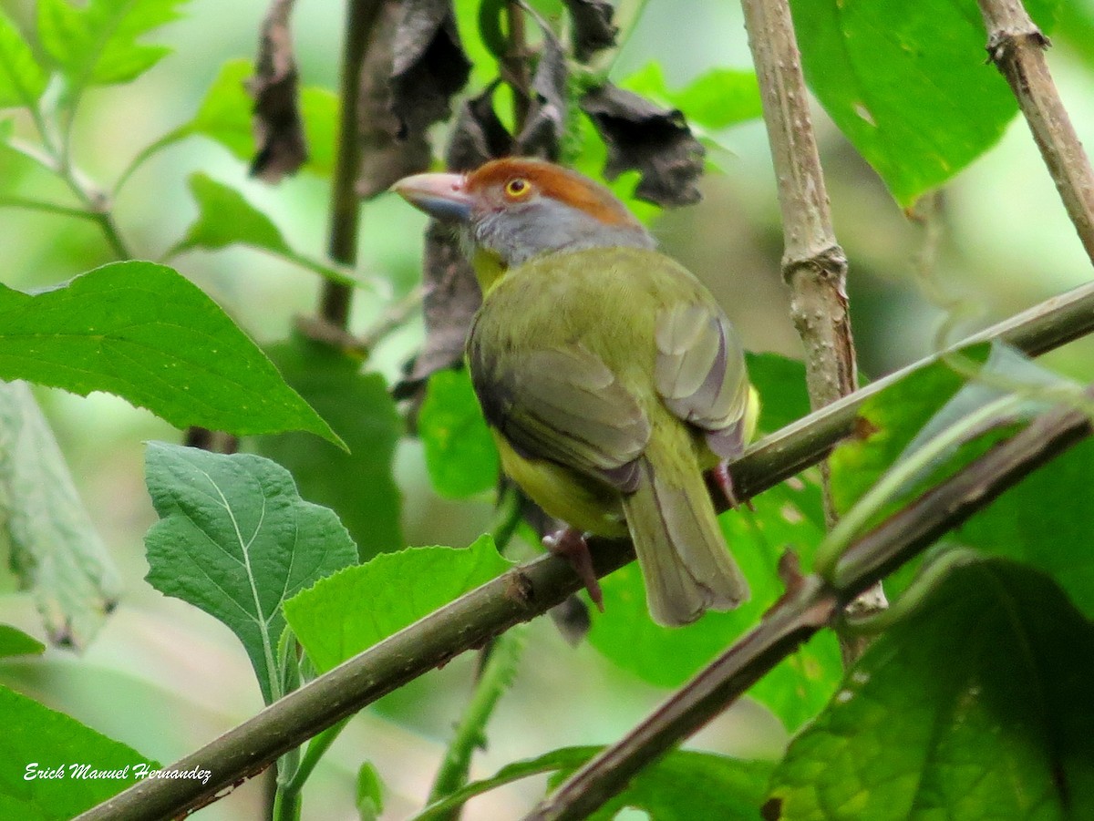 Rufous-browed Peppershrike - ML149775621