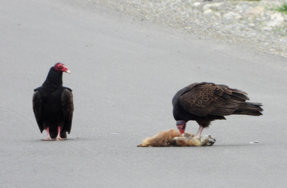 Turkey Vulture - ML149775781