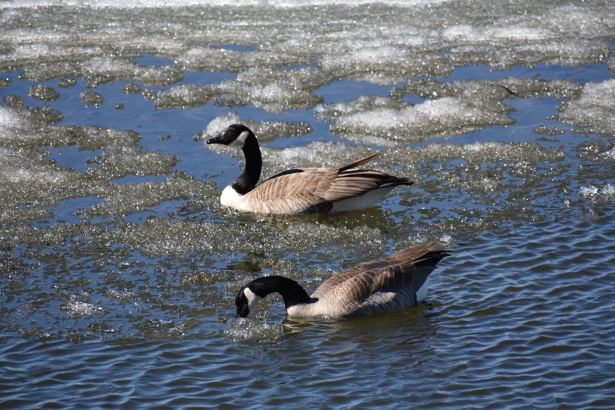 Canada Goose - Katy Banning