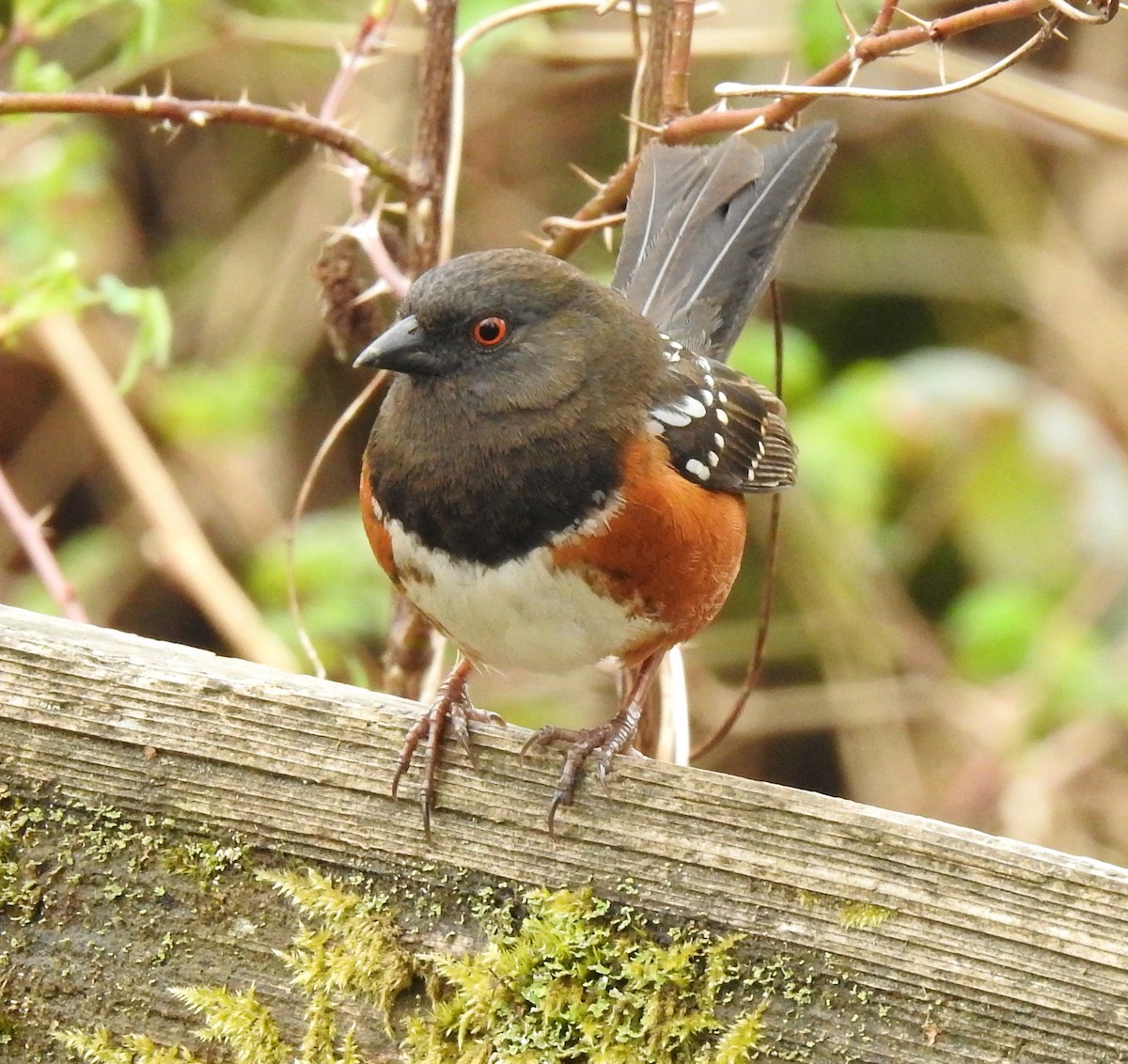 Spotted Towhee - Holly Becker