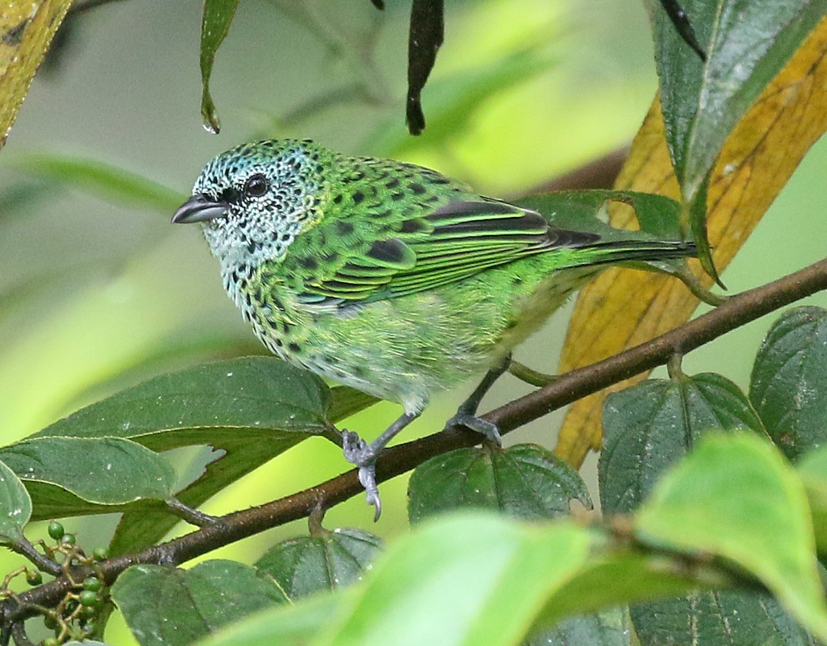 Spotted Tanager - Charlotte Byers