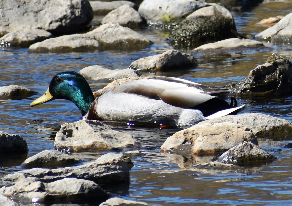 Mallard - Katy Banning