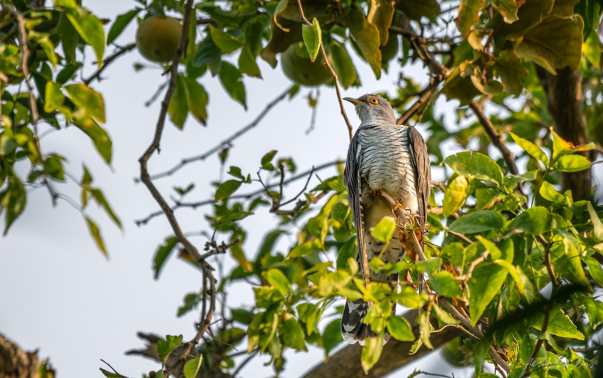 Common Cuckoo - Abhishek Das
