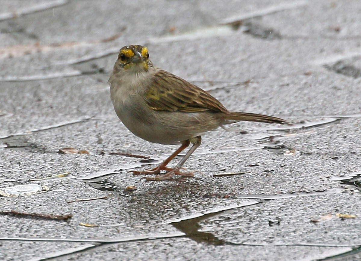 Yellow-browed Sparrow - ML149777811