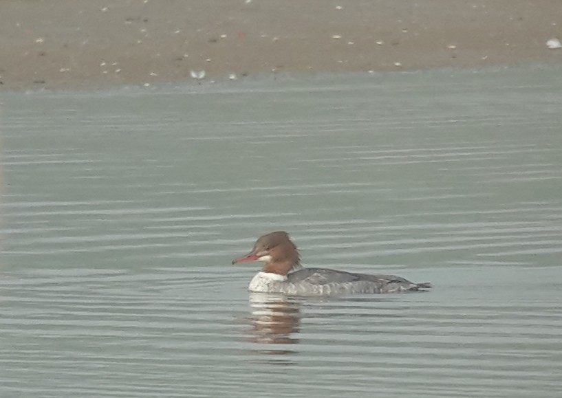 Common Merganser - ML149783931