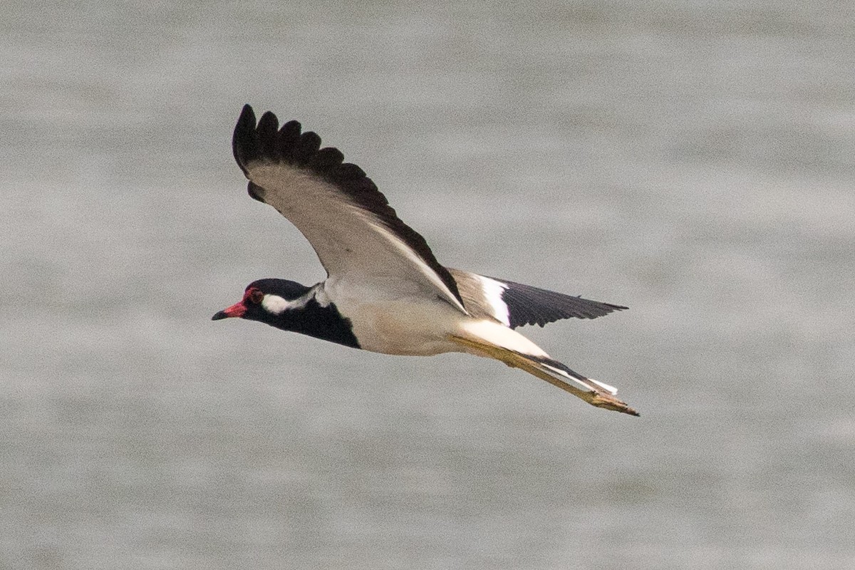 Red-wattled Lapwing - Eric VanderWerf