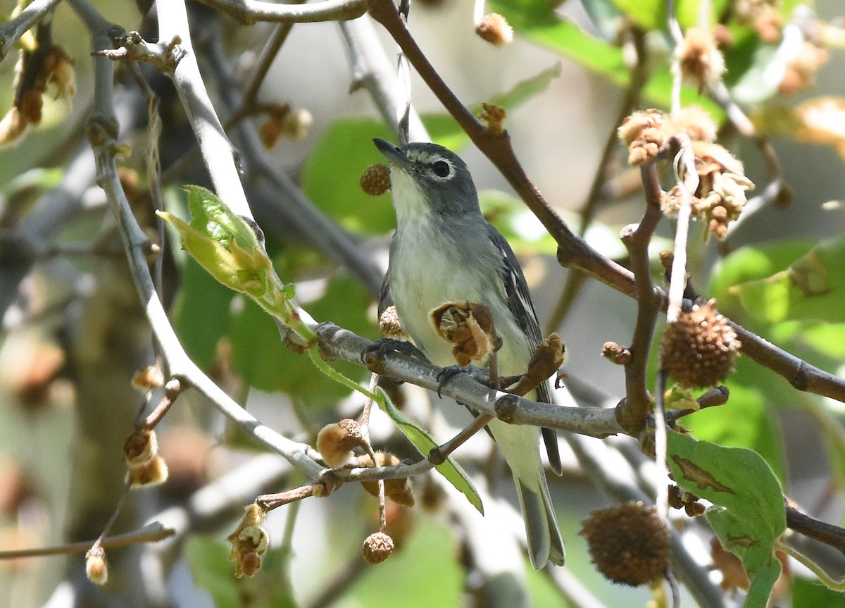 Vireo Plomizo - ML149785761