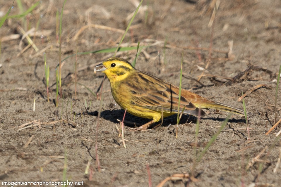 Yellowhammer - ML149785981