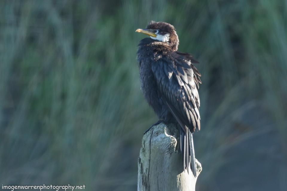 Little Pied Cormorant - ML149786051