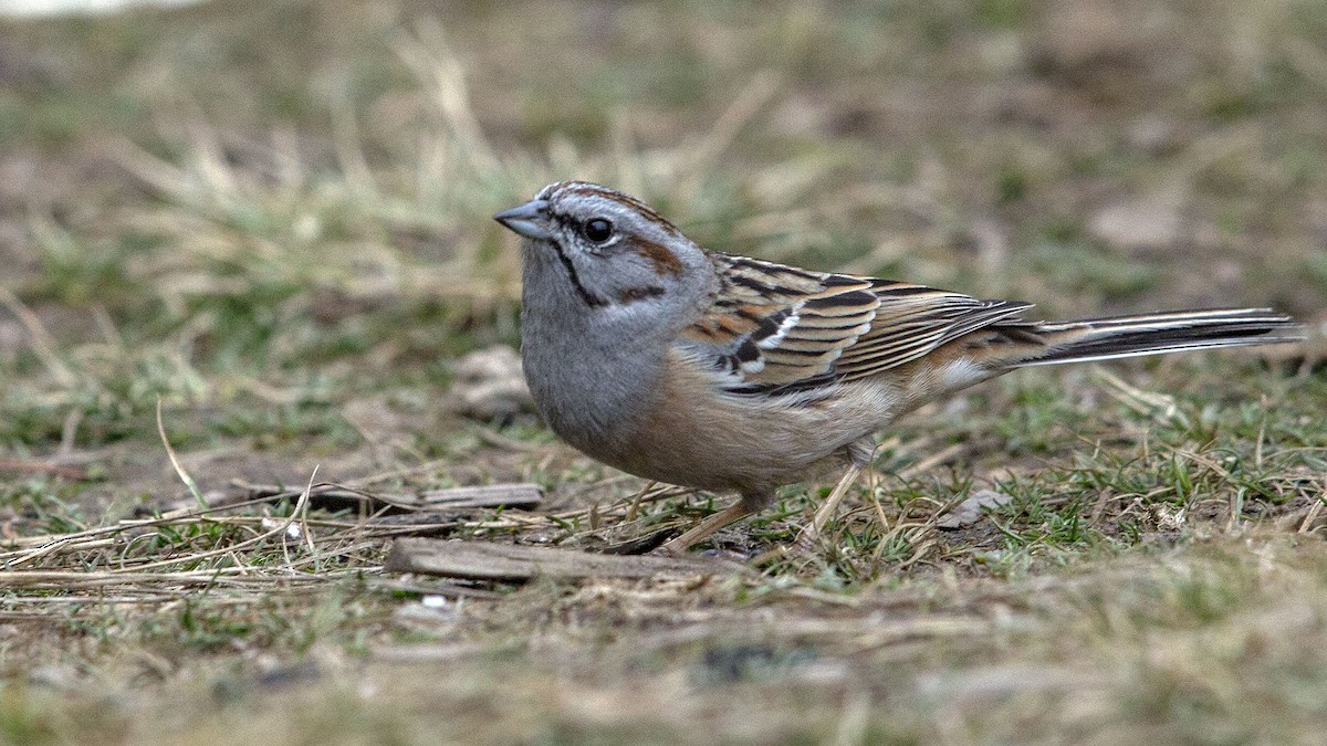 Godlewski's Bunting - ML149786561