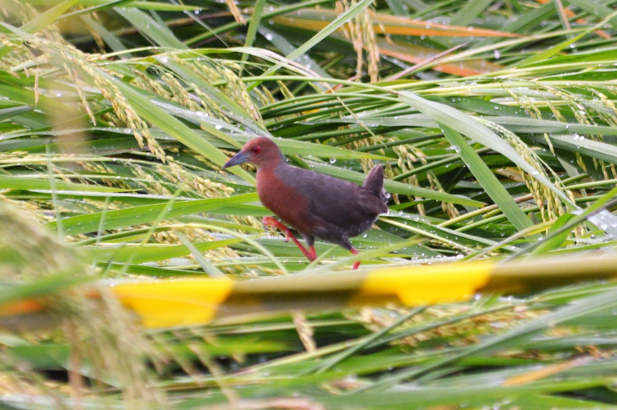 Ruddy-breasted Crake - Remco Steggerda