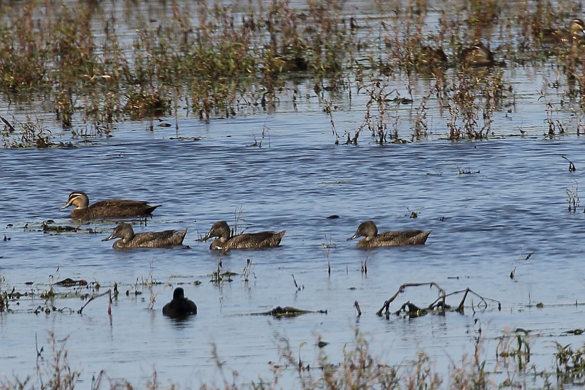 Freckled Duck - ML149787401