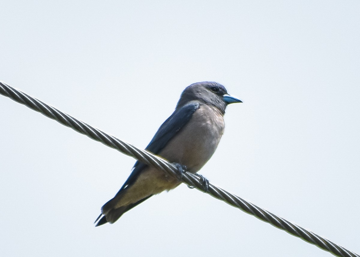 Ashy Woodswallow - ML149789371