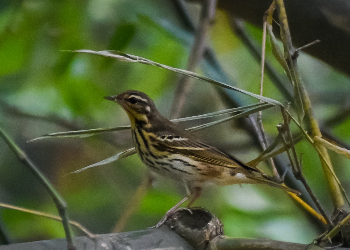 Pipit à dos olive - ML149789511