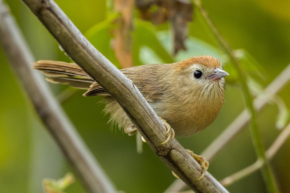 Rufous-fronted Babbler (Rufous-fronted) - David Bishop