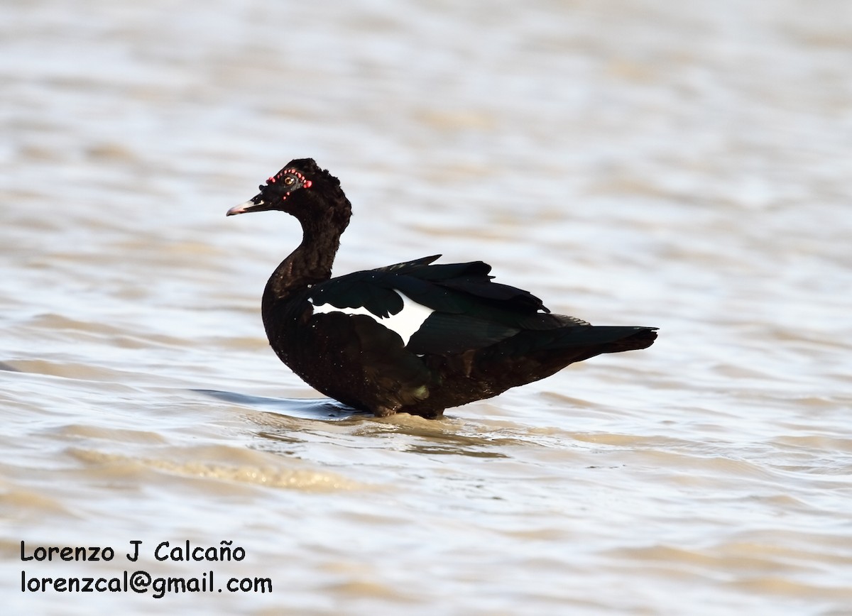 Muscovy Duck - ML149789691