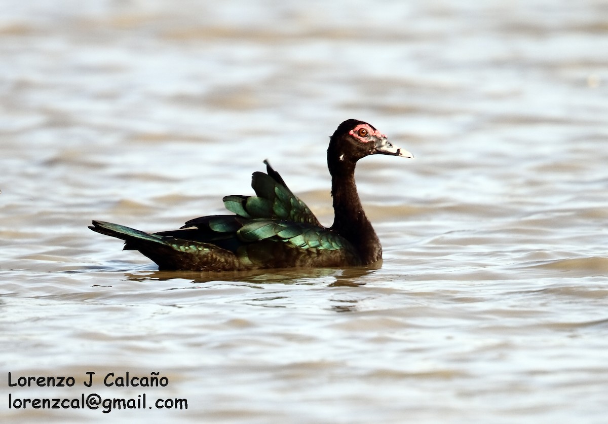 Muscovy Duck - ML149789701