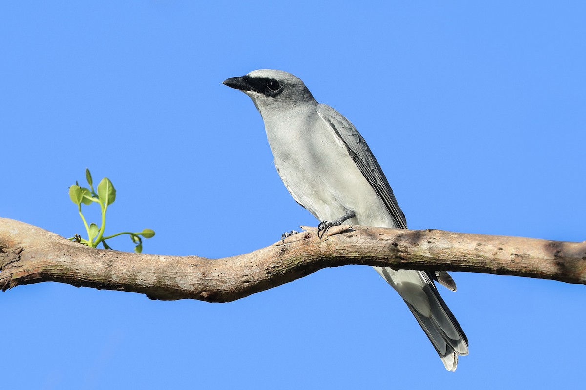 White-bellied Cuckooshrike - Ged Tranter