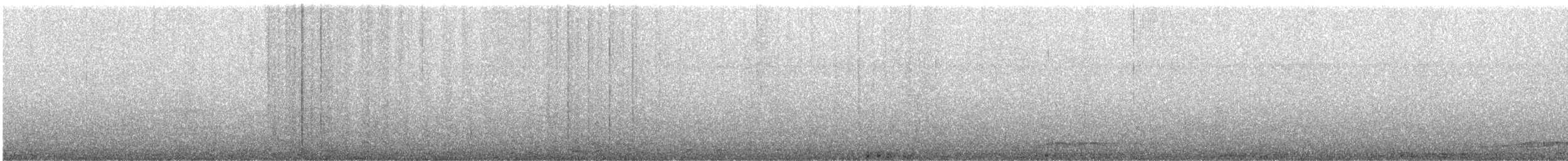 holub skalní (domácí) - ML149790001