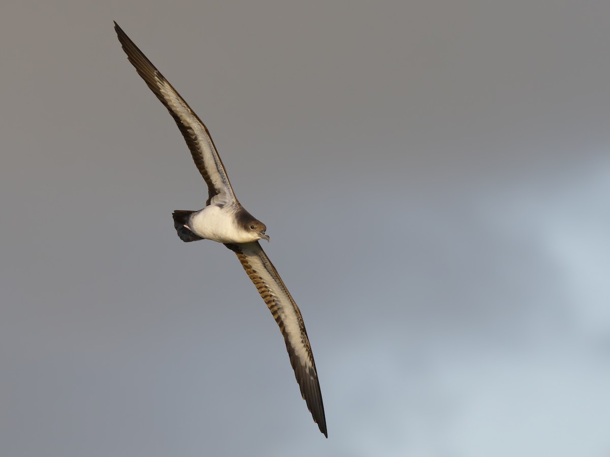 Wedge-tailed Shearwater - ML149790191