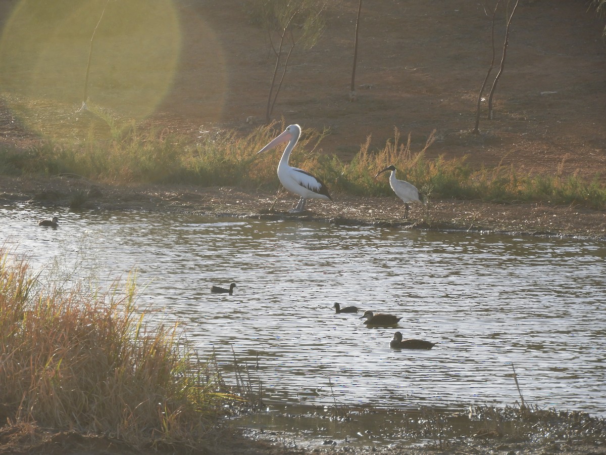 Australian Ibis - ML149791251