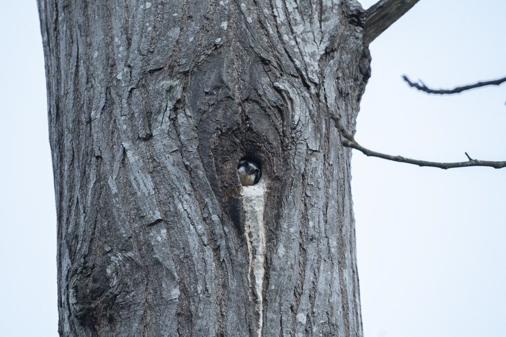 Black-thighed Falconet - ML149791981