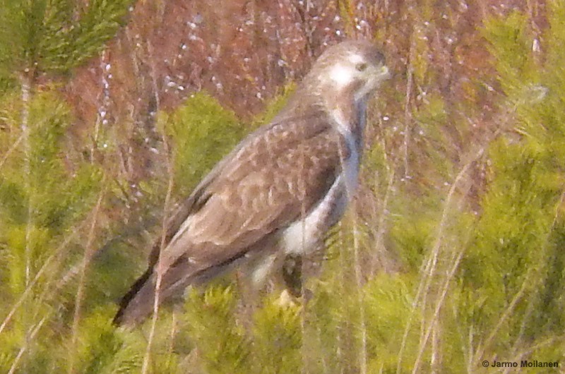 Common Buzzard - ML149792461