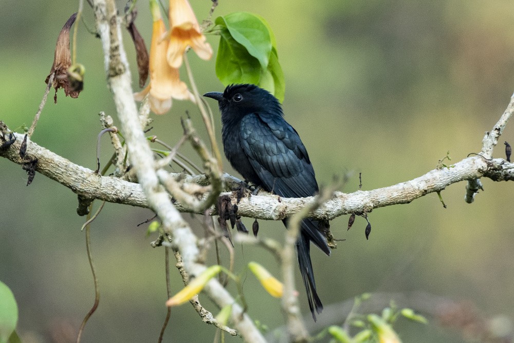 Square-tailed Drongo-Cuckoo - ML149792691