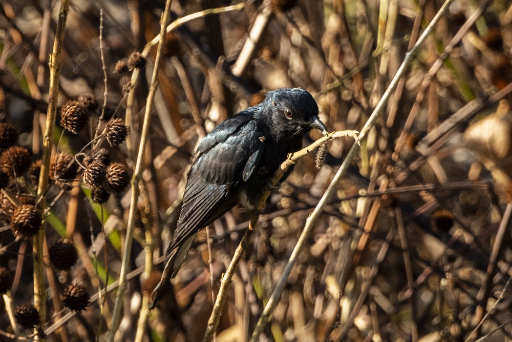 Square-tailed Drongo-Cuckoo - ML149792701