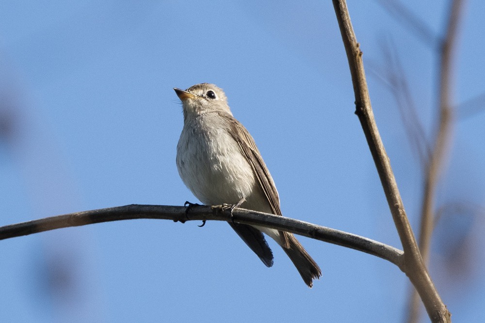 Asian Brown Flycatcher - ML149792721