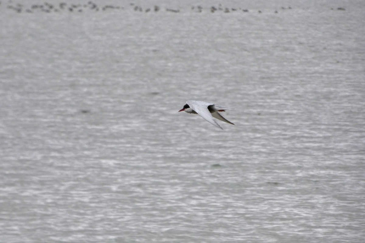 Whiskered Tern - ML149792991