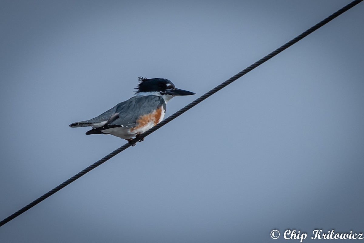 Belted Kingfisher - Chip Krilowicz