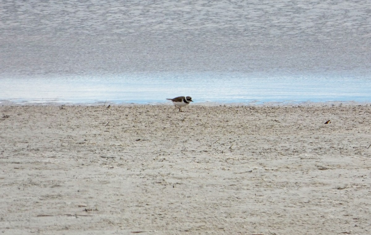 Little Ringed Plover - ML149793991