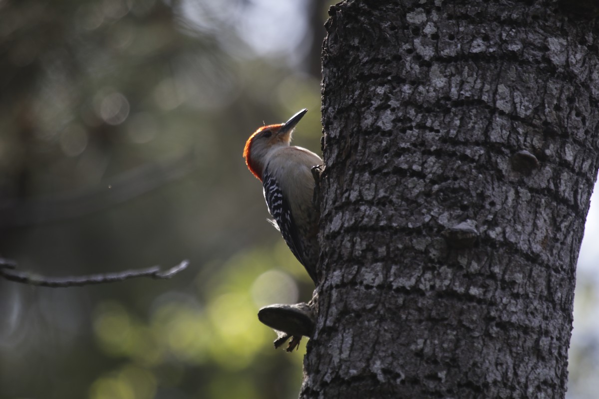 Red-bellied Woodpecker - Doug Kibbe