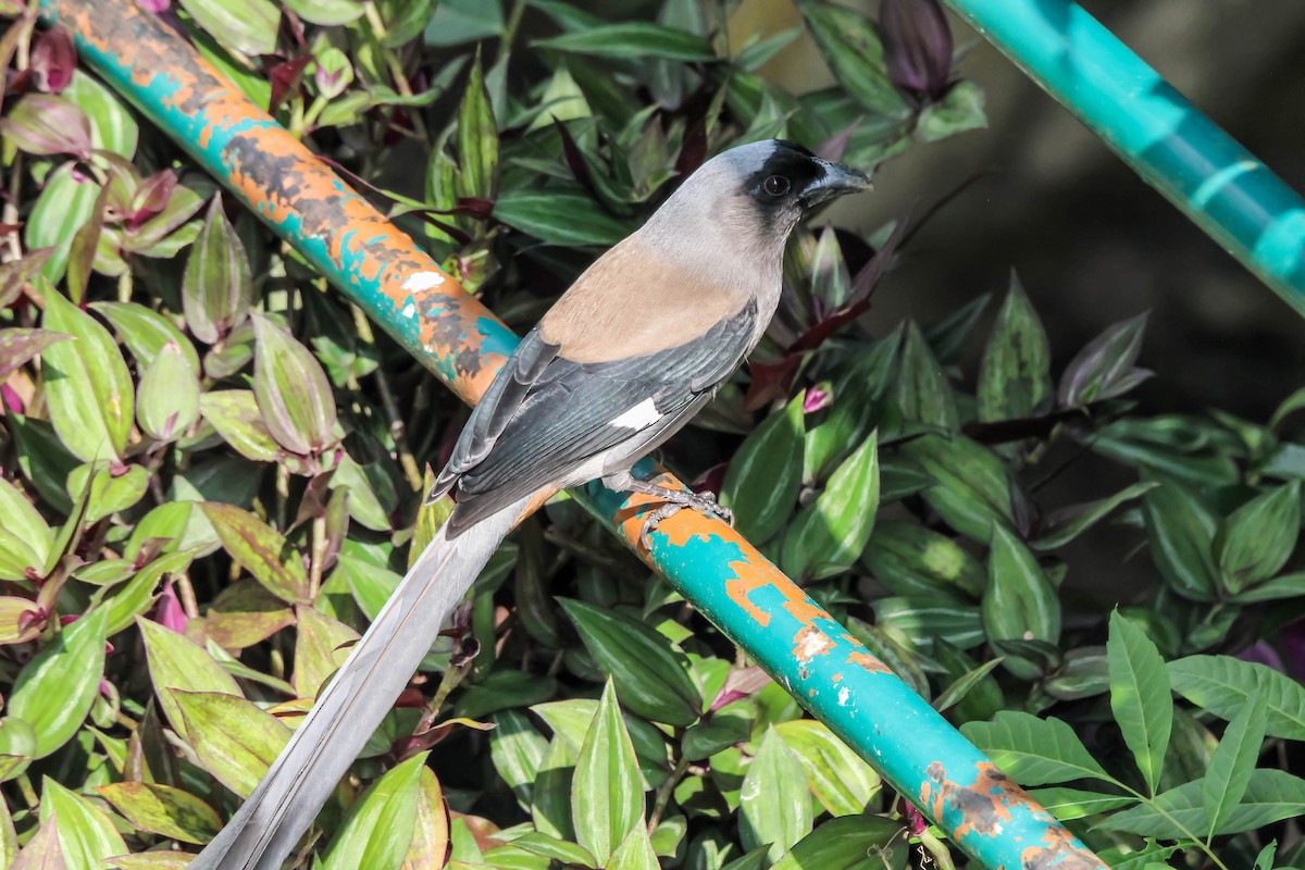 Gray Treepie - ML149795051