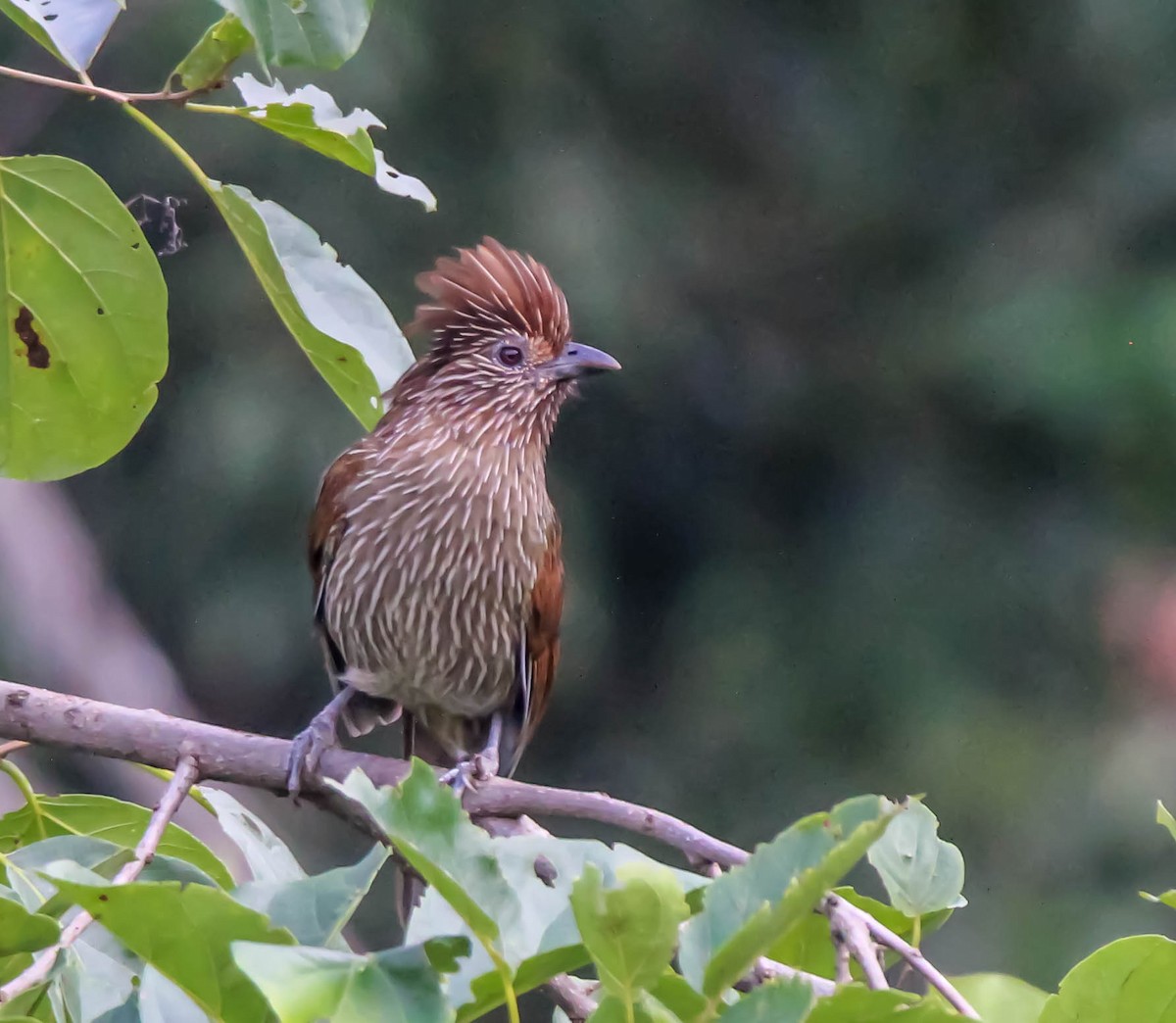 Striated Laughingthrush - ML149795091