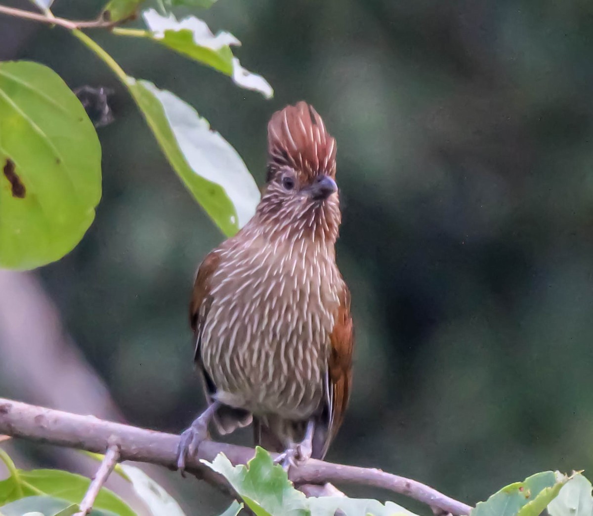 Striated Laughingthrush - ML149795121