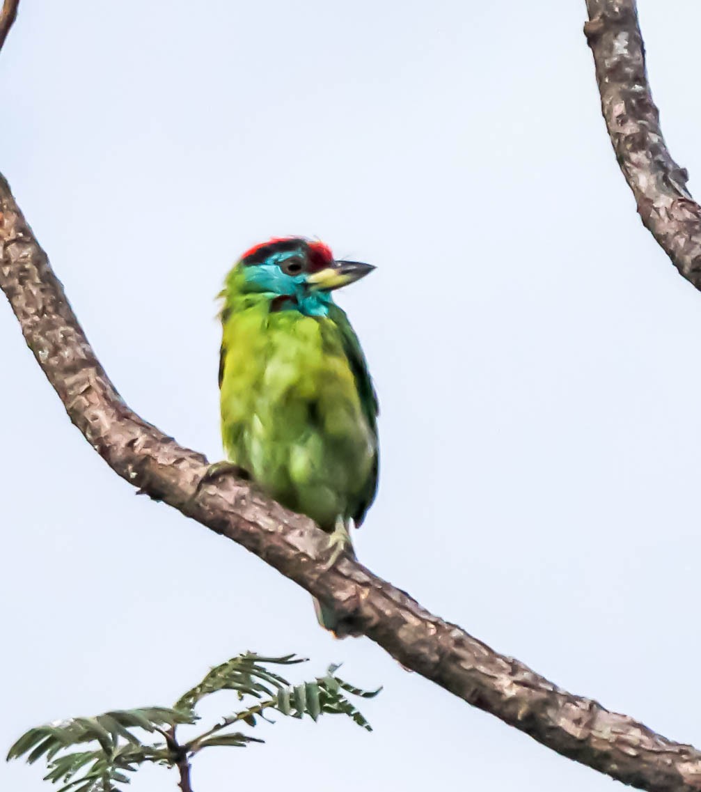 Blue-throated Barbet - ML149795251